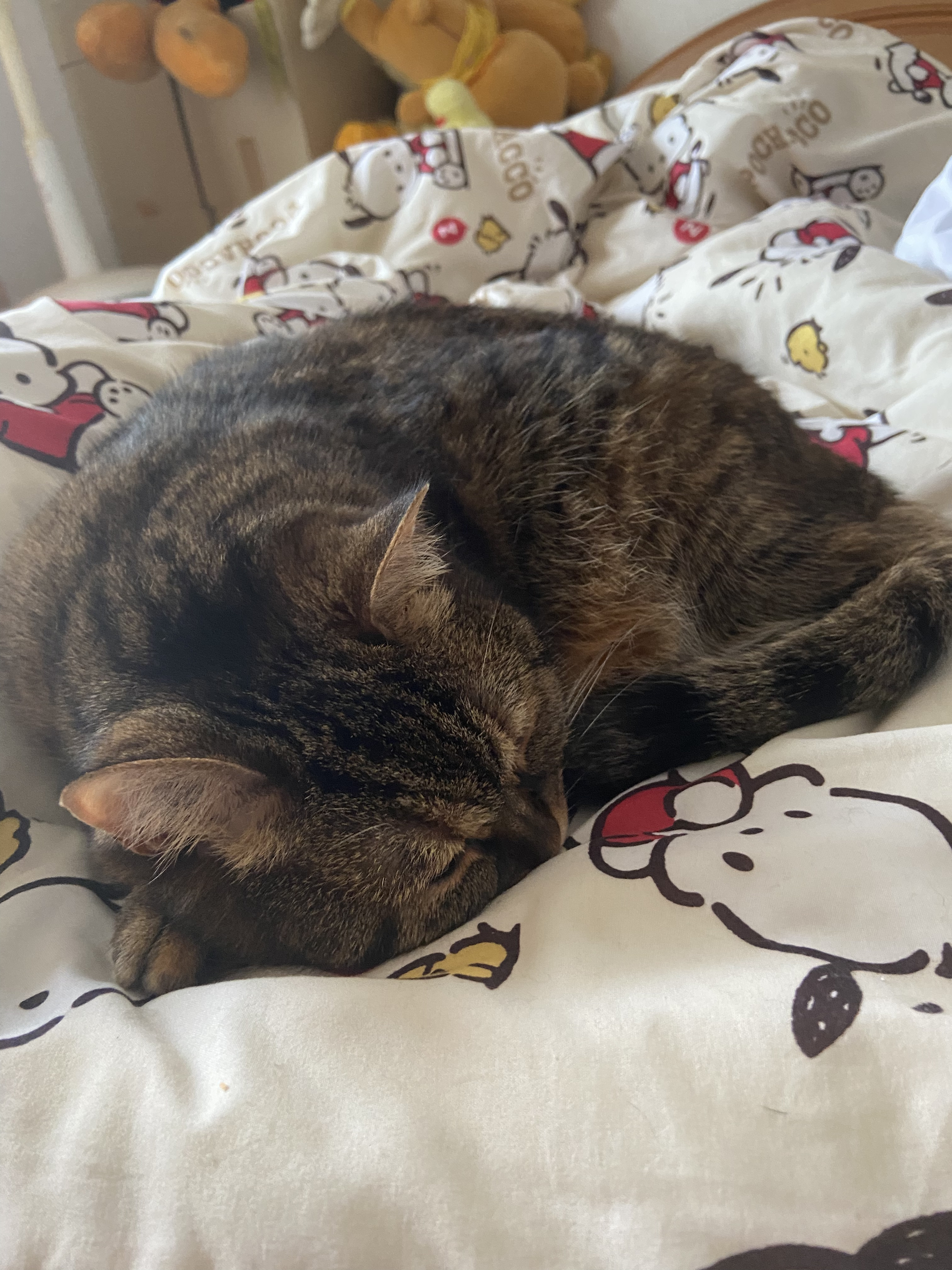 猫のアイさんです。