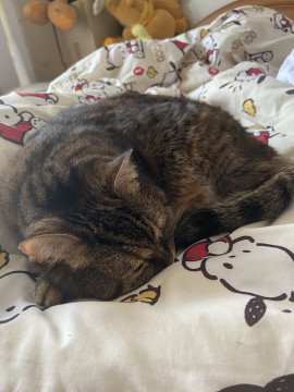 さくらちゃんの2021/7/10 (土) 20:09のブログ