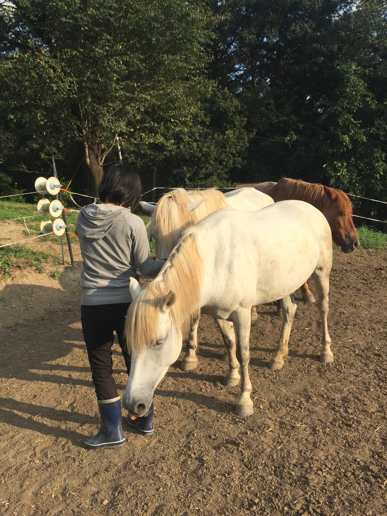 ウマ娘(ちがう)