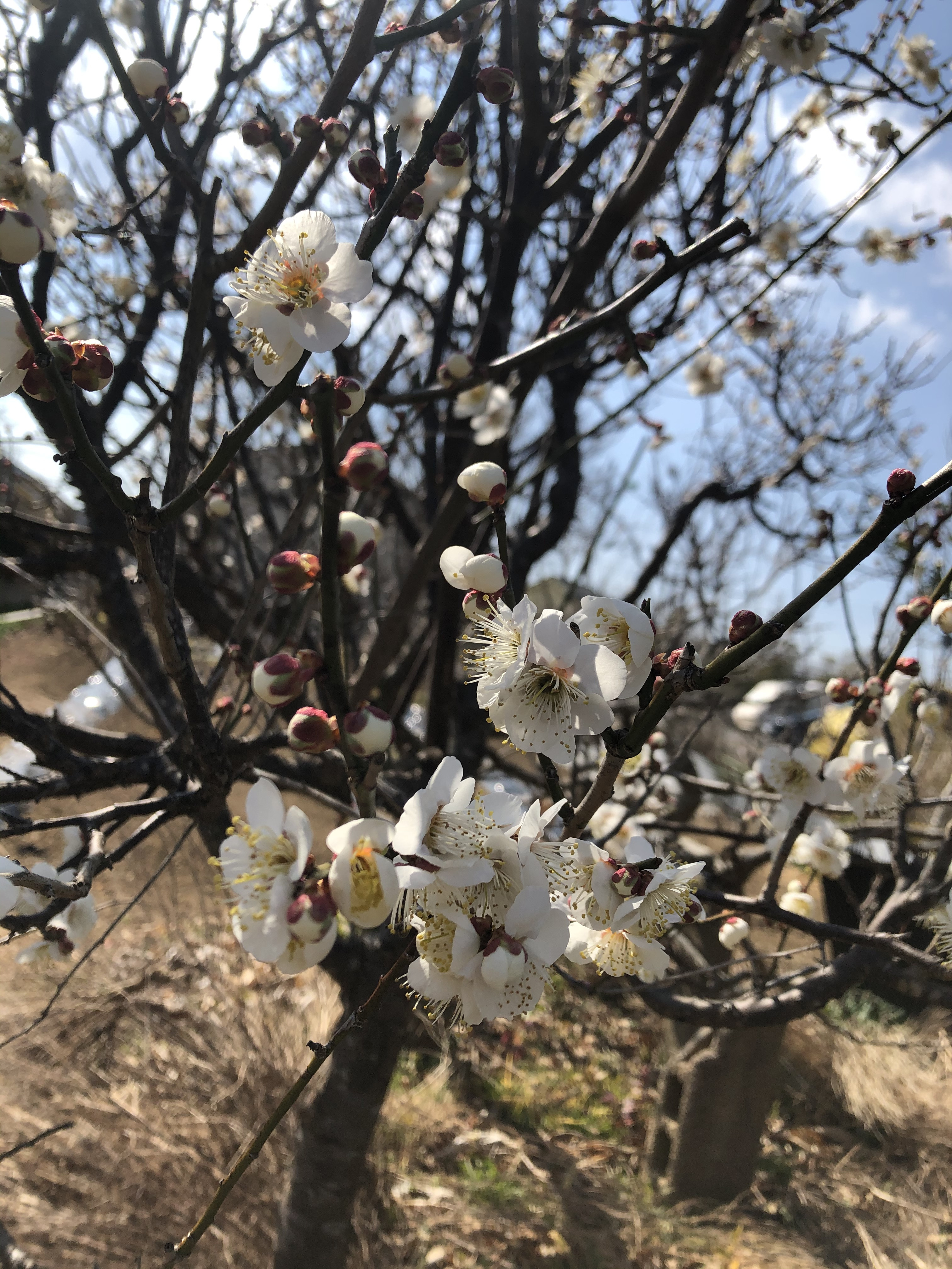 はるがきた。