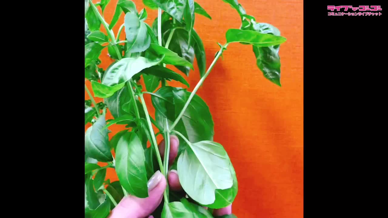 バジル収穫日