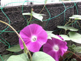 はるかちゃんの2021/8/5 (木) 06:57のブログ