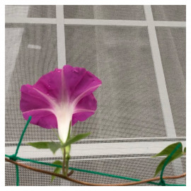 はるかちゃんの2021/8/17 (火) 06:36のブログ