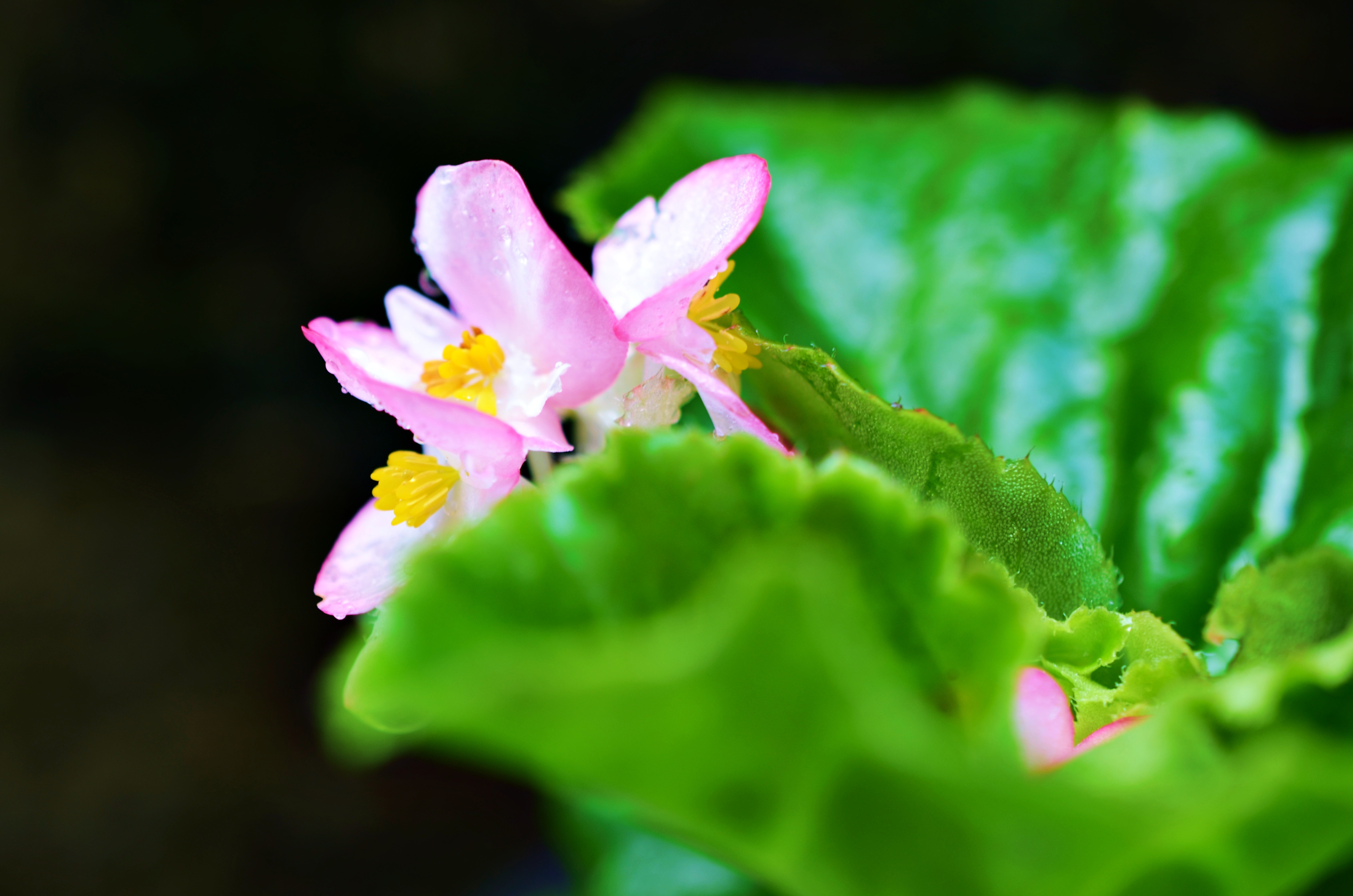 お庭の雑草
