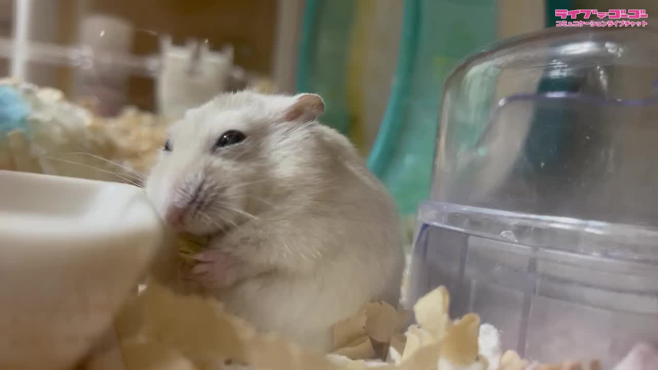 かわいこちゃん