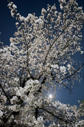 にゃーちゃんの4/7 (月) 00:43のブログ