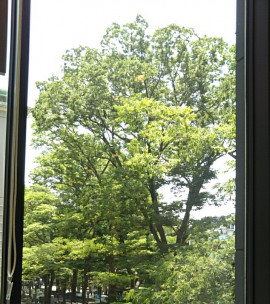 梅雨はじめ 夏?がくるけど 仕事なのん