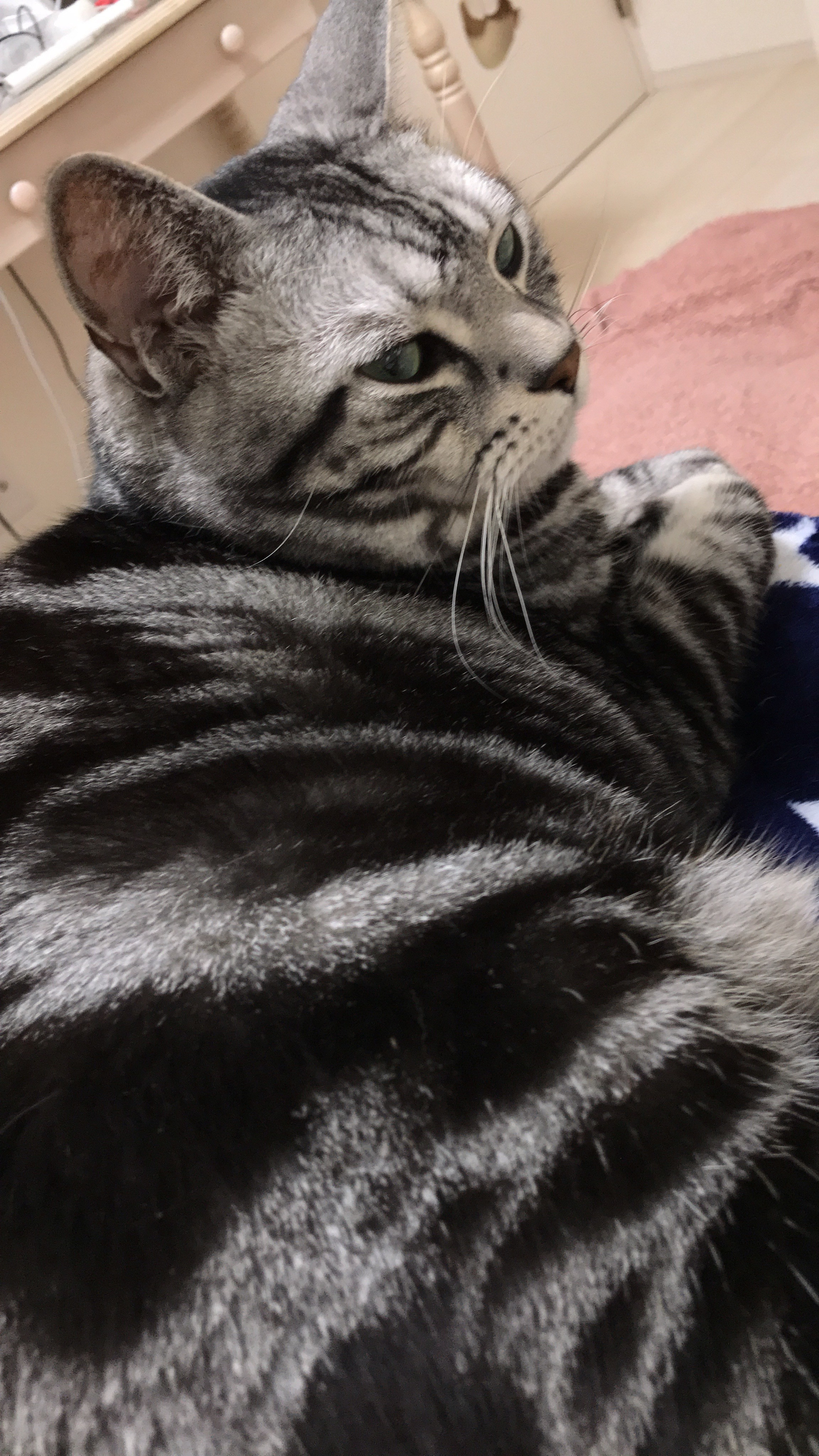 ジャックにゃん
