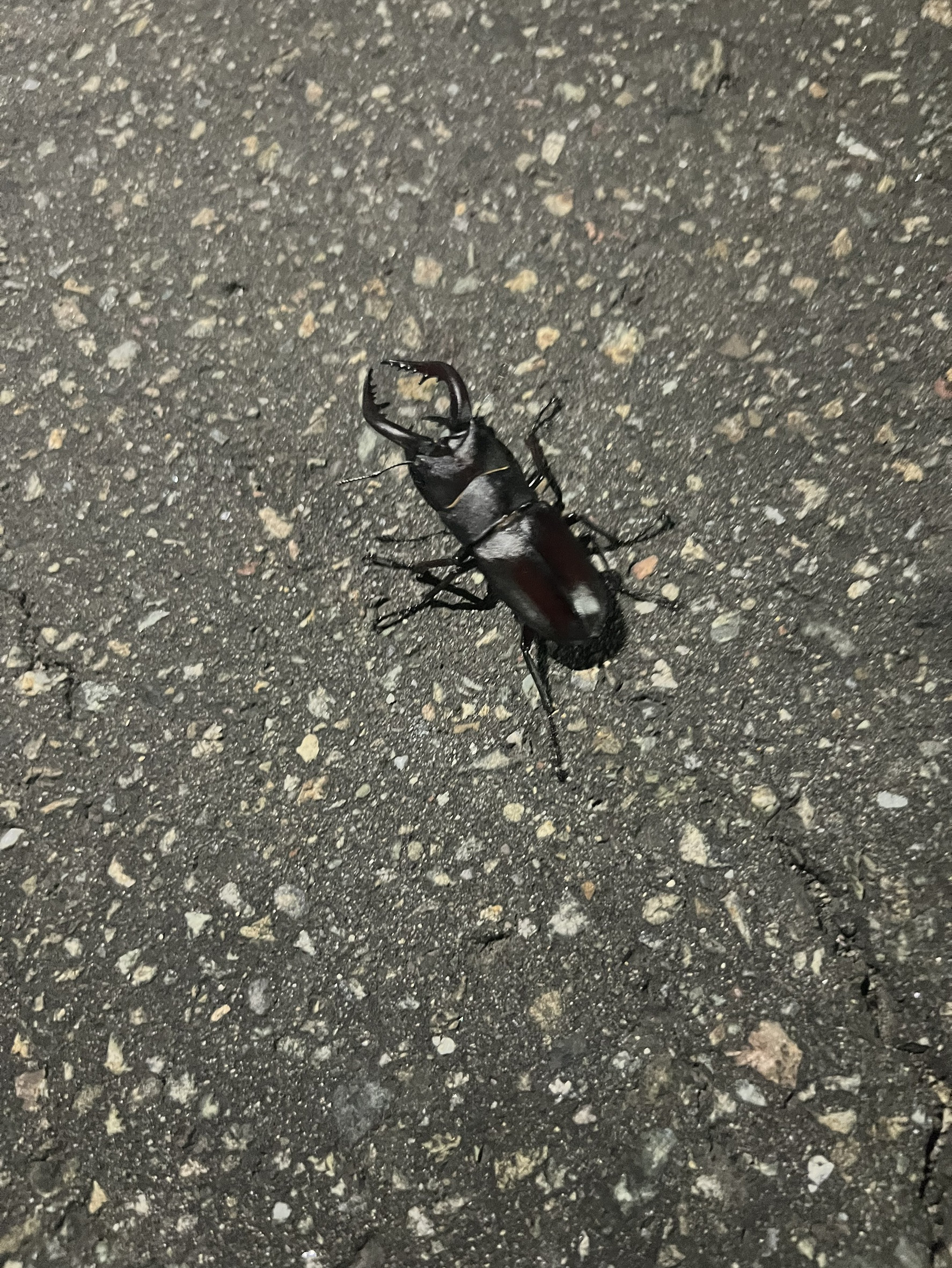 告知とアンケートのお願いです(*^^*)