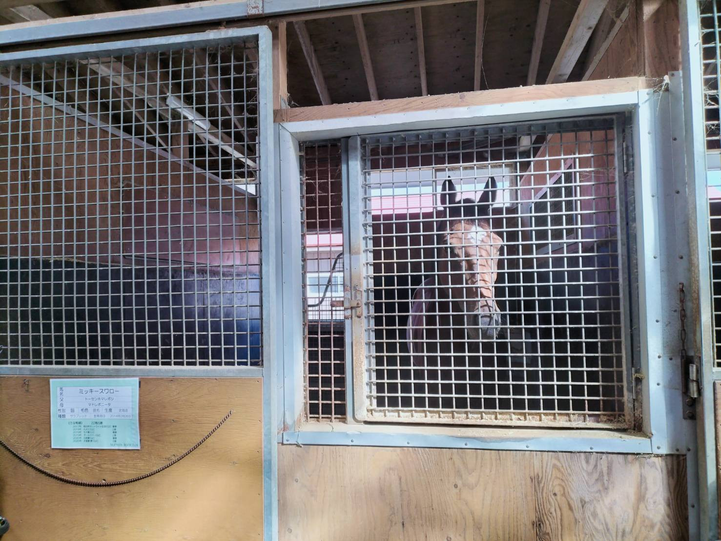 夏競馬の思い出