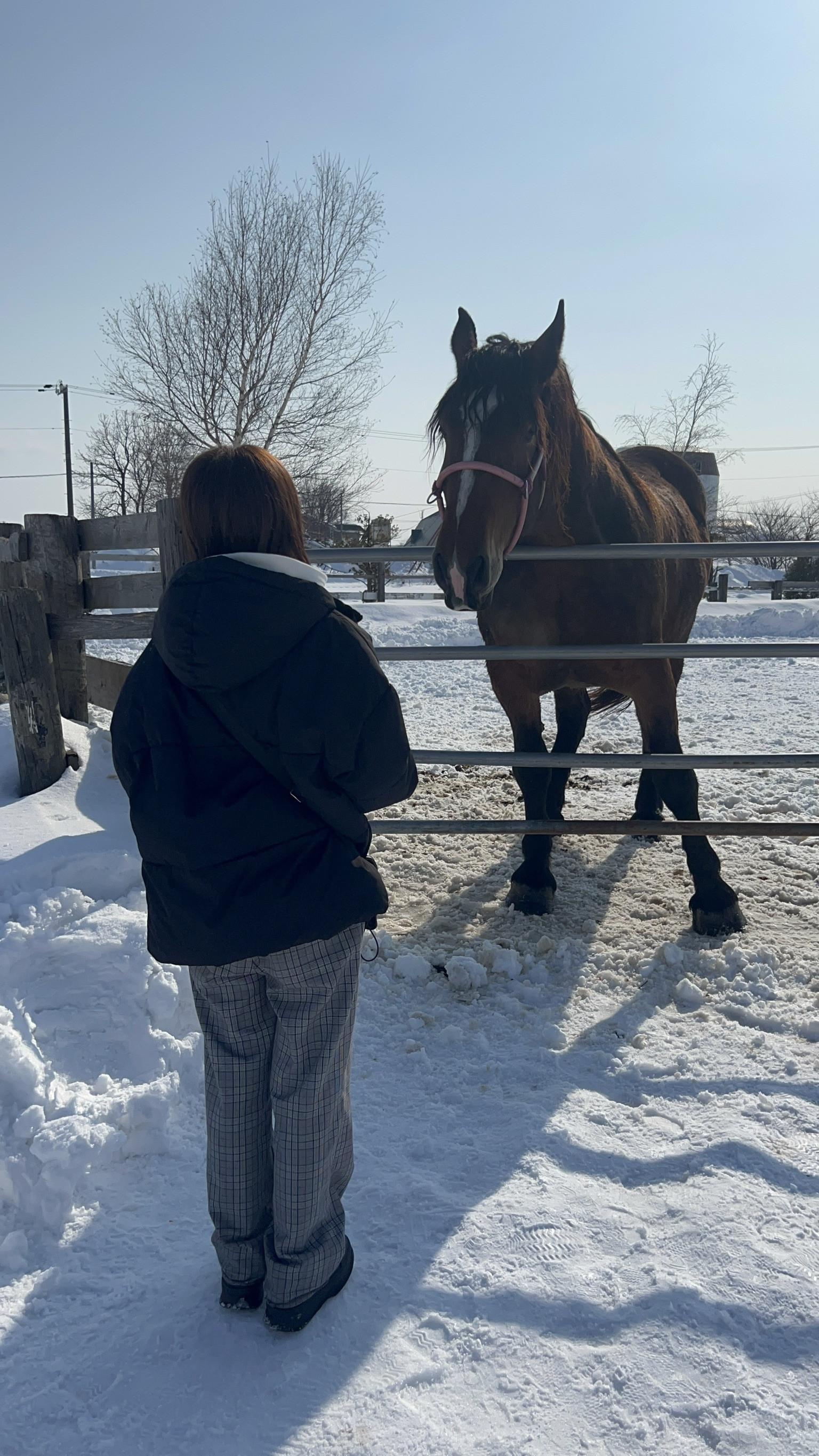 私の人生　馬編