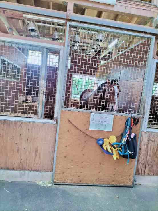 馬の事になると長文になります