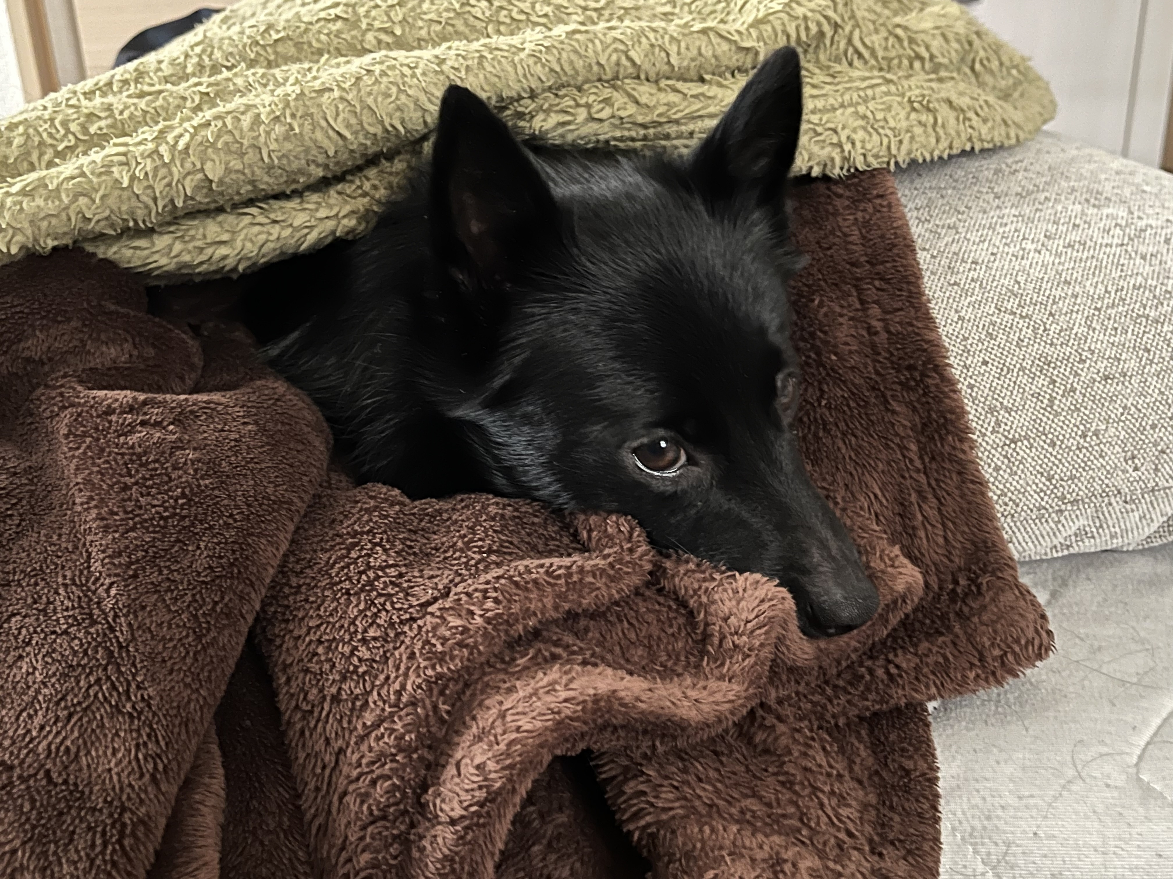 6/12(月)もふもふ。