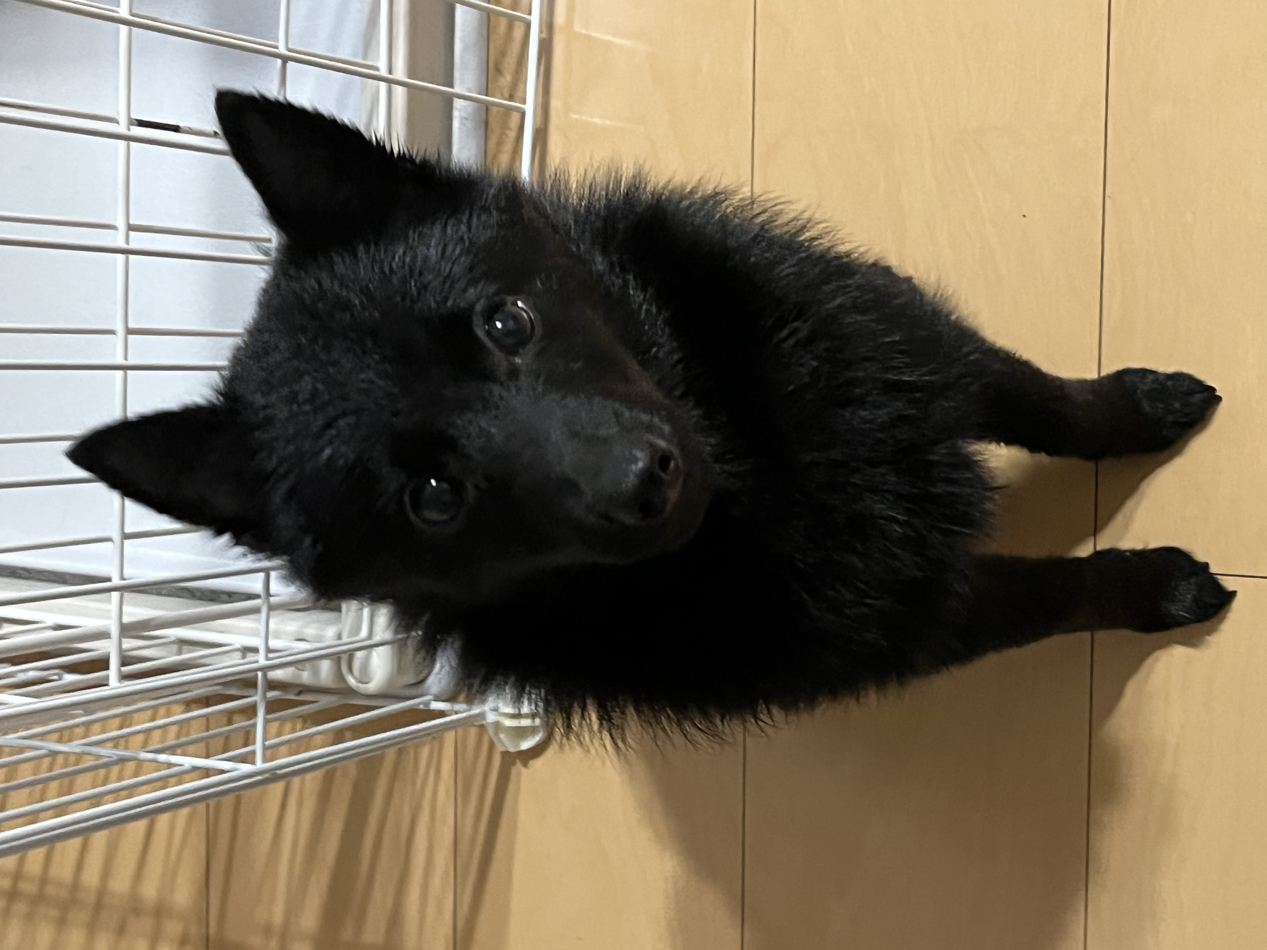 6/10(土)、ひゃっくり止まらず、