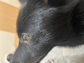 ぷー。🍙ちゃんの2023/6/29 (木) 13:26のブログ