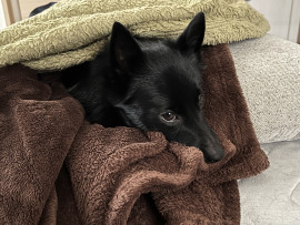 6/12(月)もふもふ。