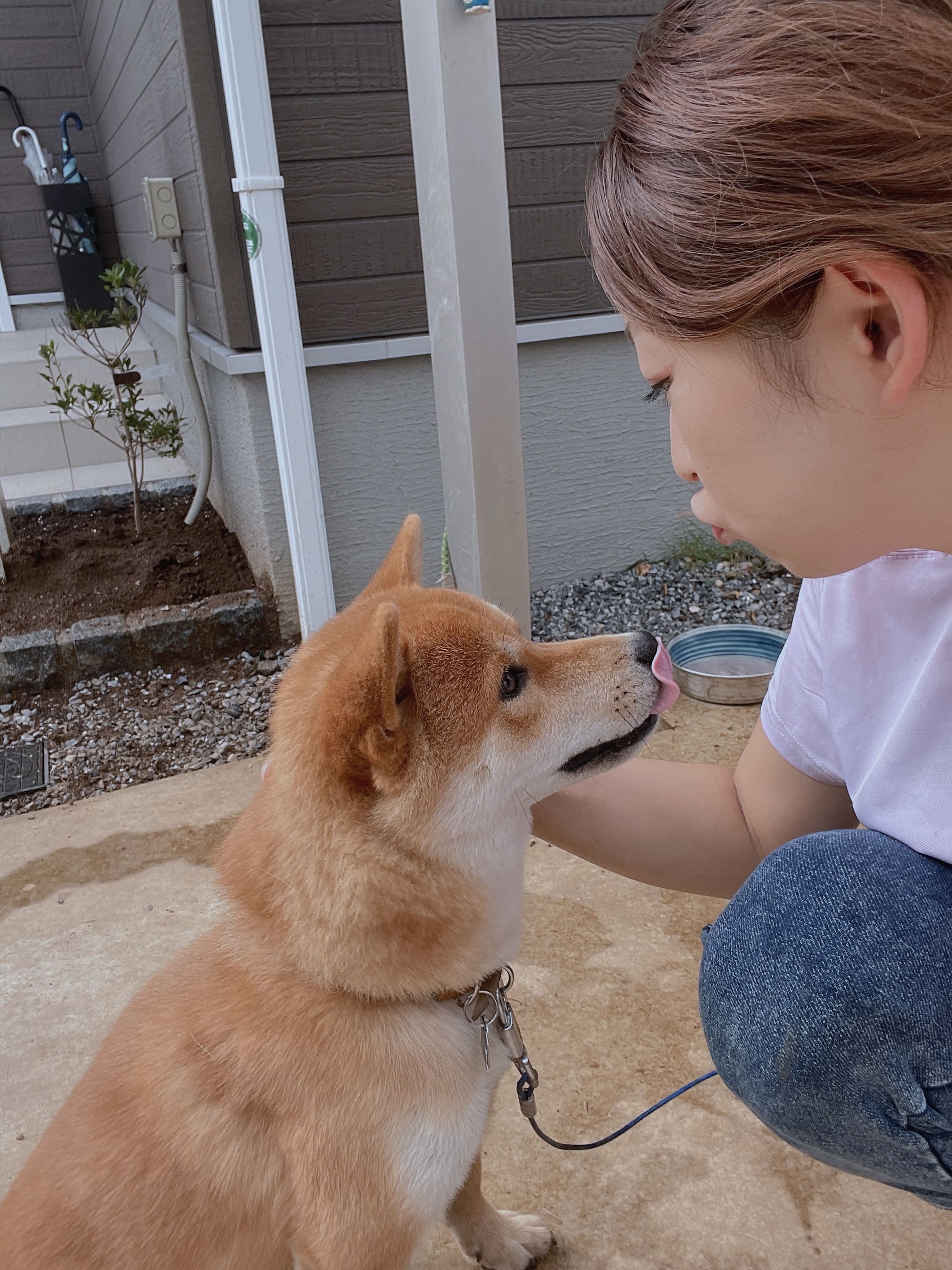 柴犬ちゃん