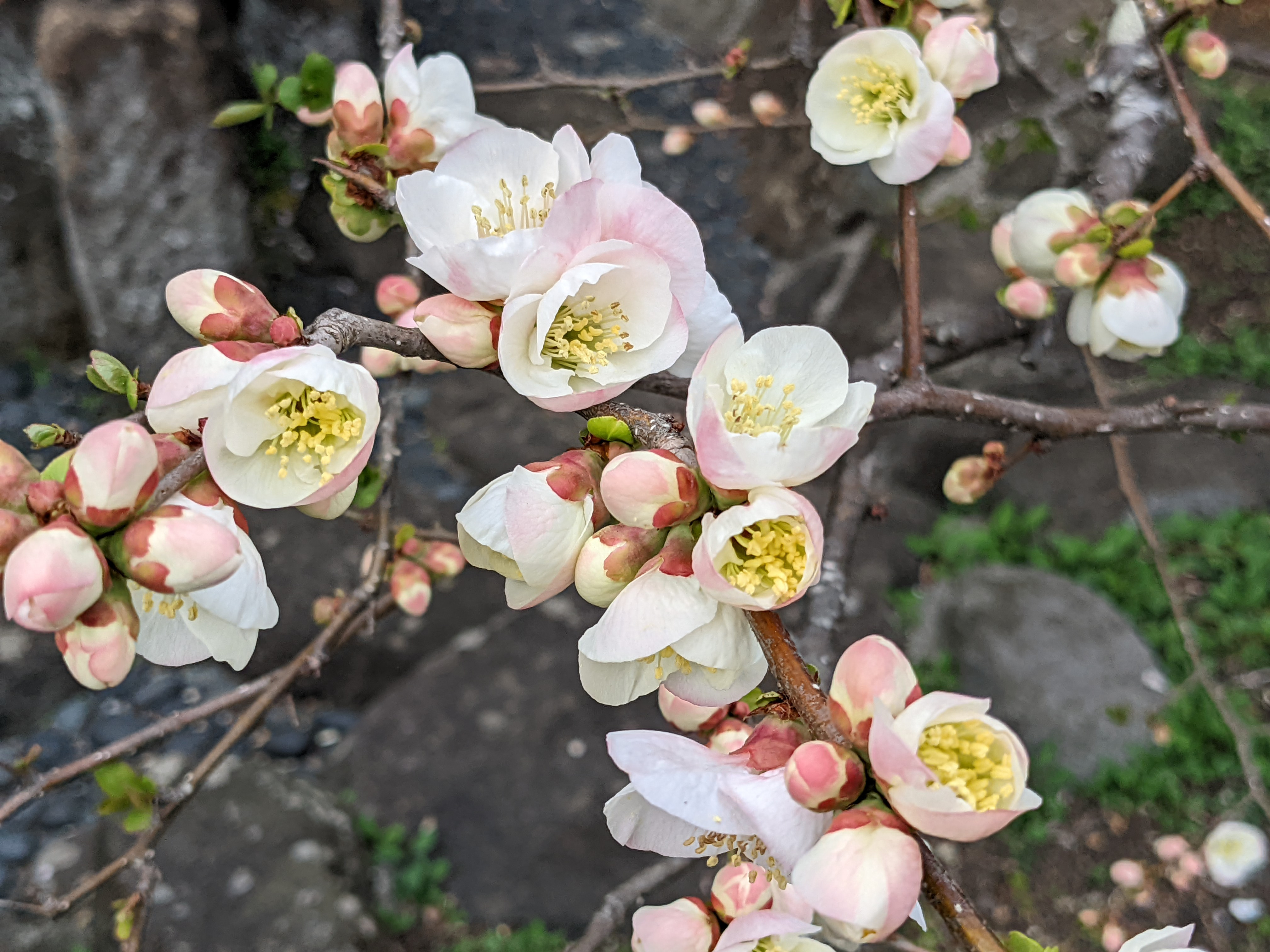 梅の花が咲いてたよ(^o^)