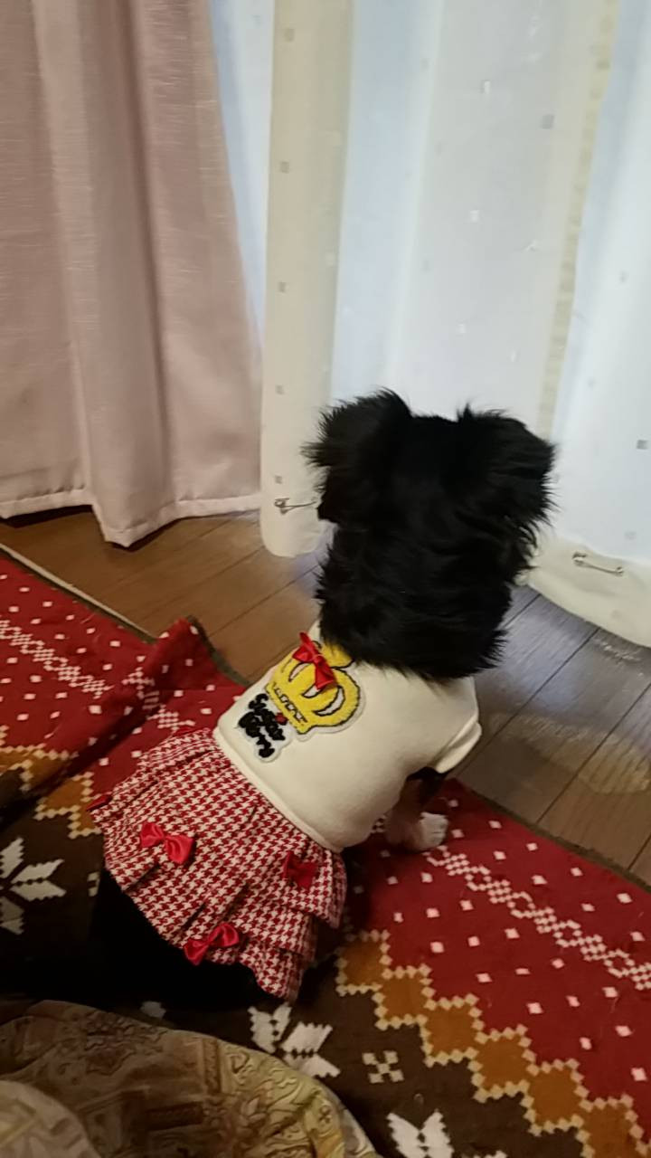 ワンコと一緒に！