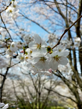 ?お花見?