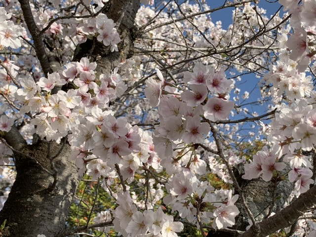 桜、さくら、sakura