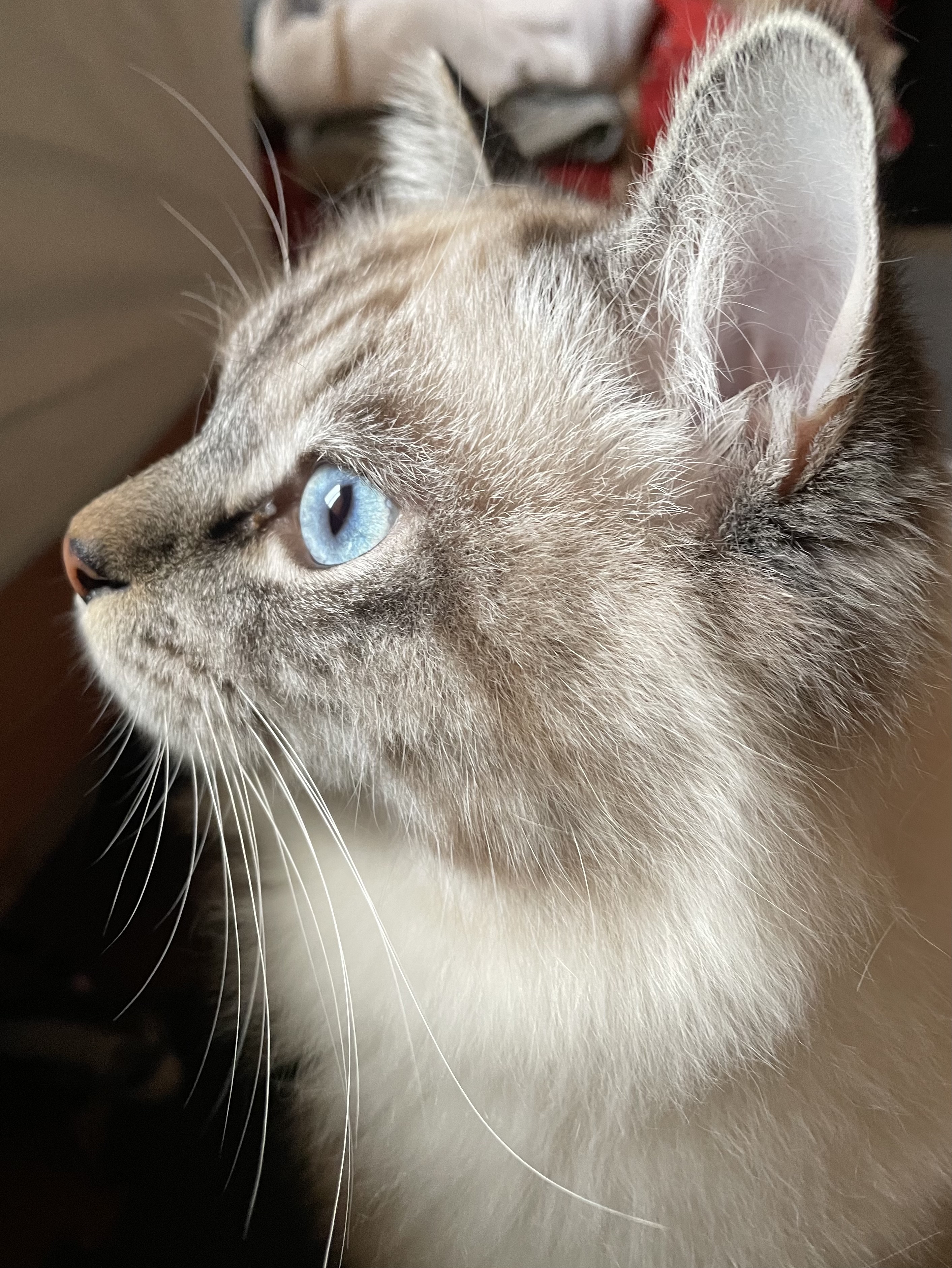 子猫ちゃんが生まれました?