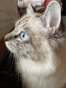 子猫ちゃんが生まれました?