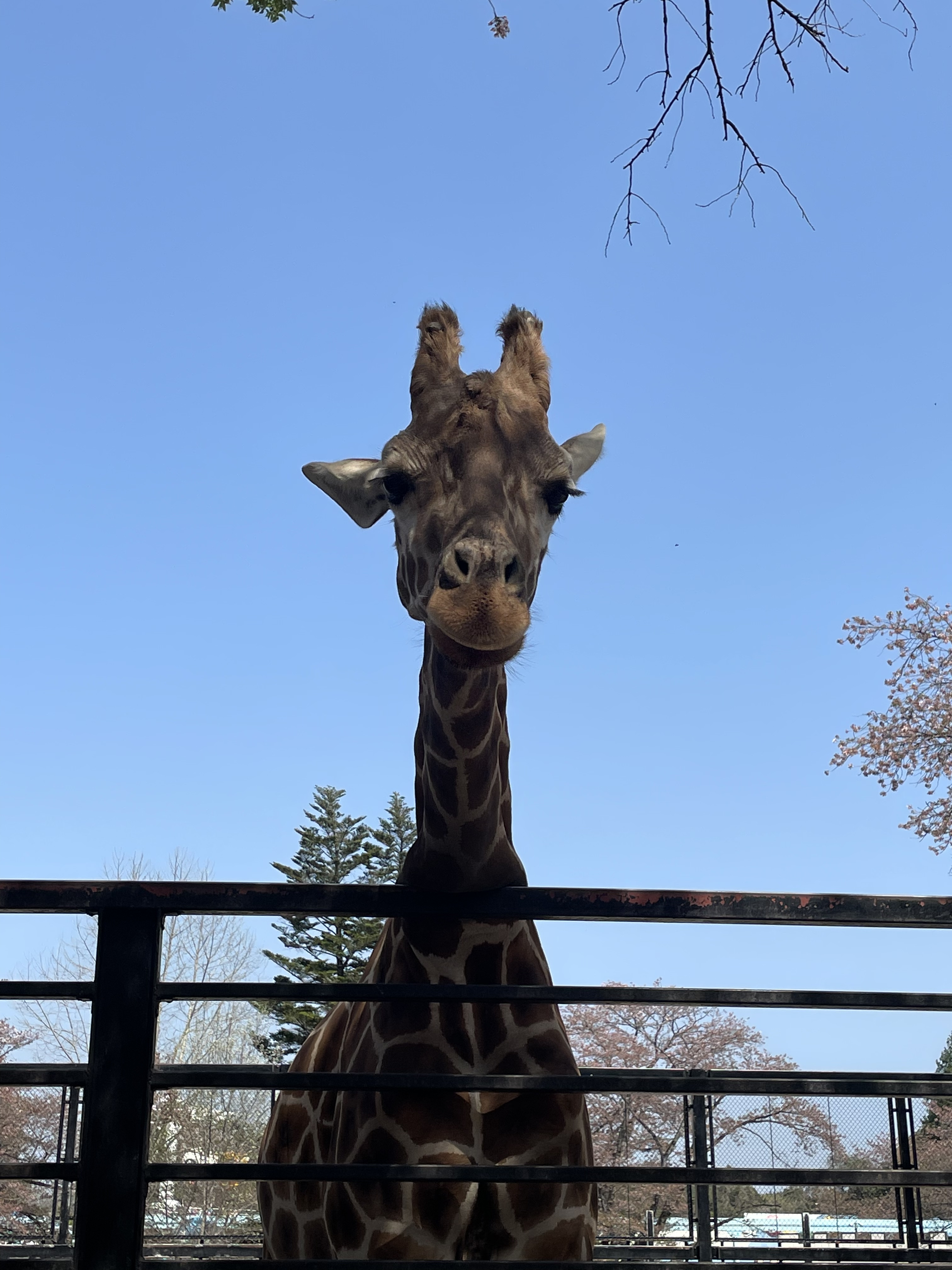 4/12 動物園