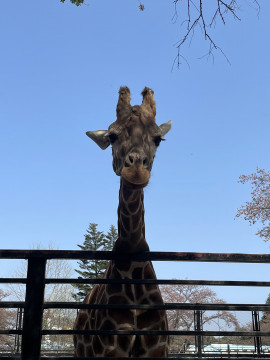 4/12 動物園