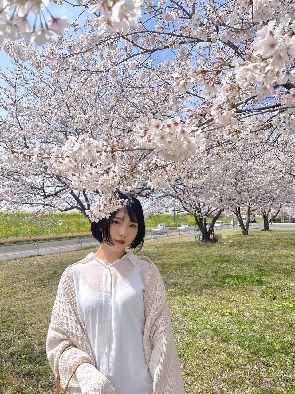 桜