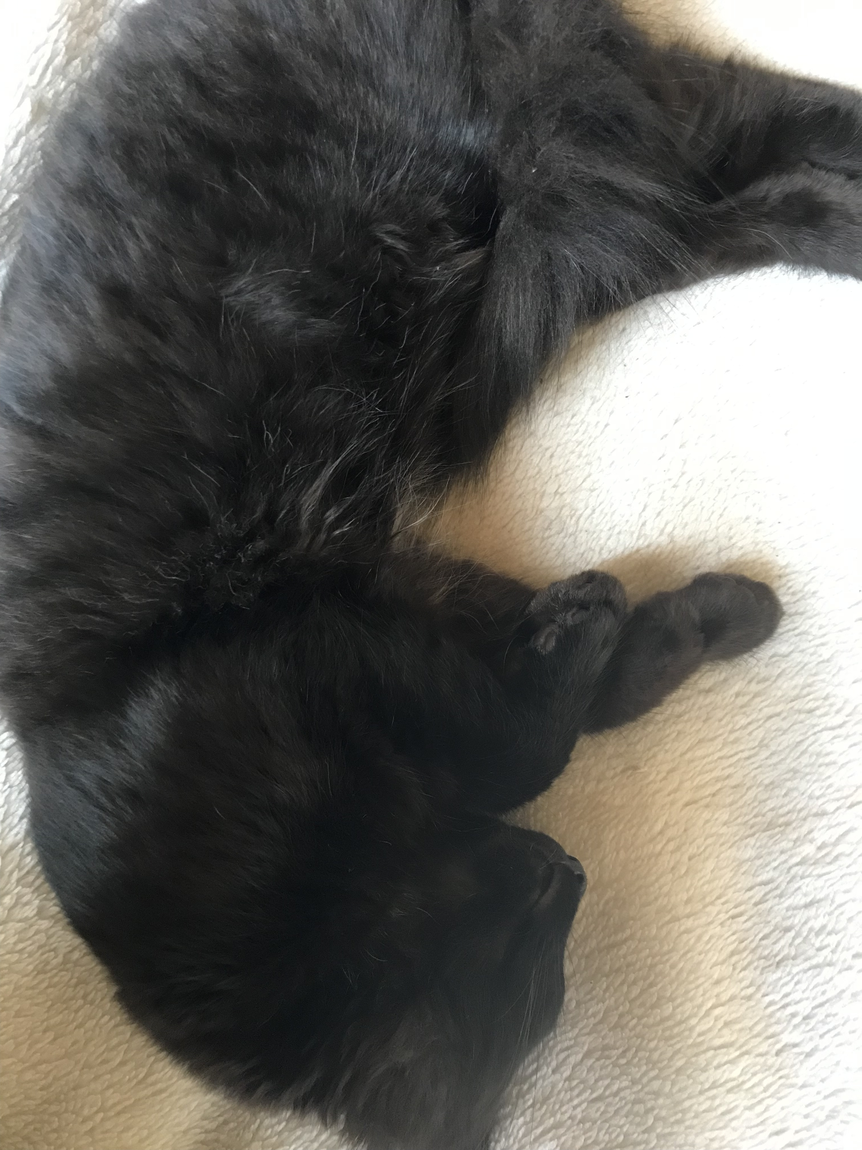 お昼寝タイム（うちの猫ちゃん）