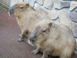 皆さまどんなGWでしたか(^^)？