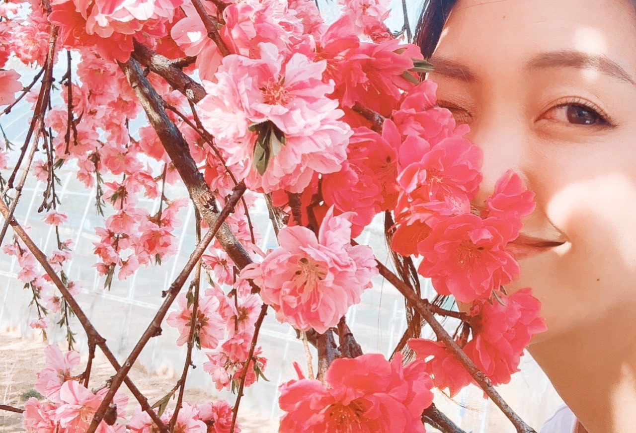 桜
