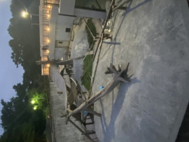 Night Zoo ????