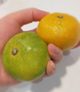 初キスはみかんの味