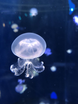 リナちゃんの2022/9/1 (木) 19:15のブログ