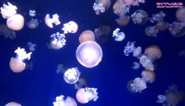 リナちゃんの2022/8/24 (水) 22:30のブログ