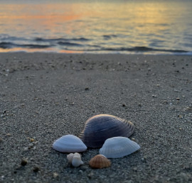 あもんちゃんの2024/11/26 (火) 12:13のブログ