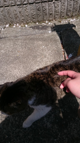 りんちゃんの2023/5/5 (金) 22:08のブログ