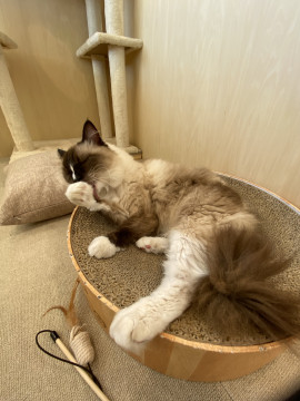 猫カフェへ(●´ω｀●)