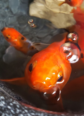 昨日はありがとう??