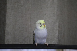 いんこ！！！