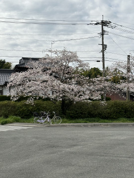 桜