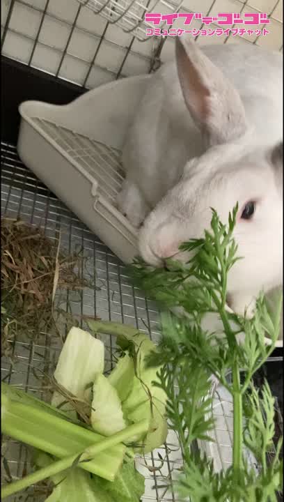 実家のうさぎさん