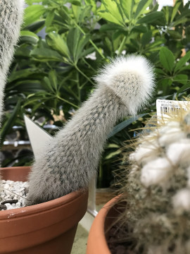 ねぇねぇ、サボテンっ！