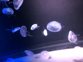 つくしちゃんの2023/3/22 (水) 10:14のブログ