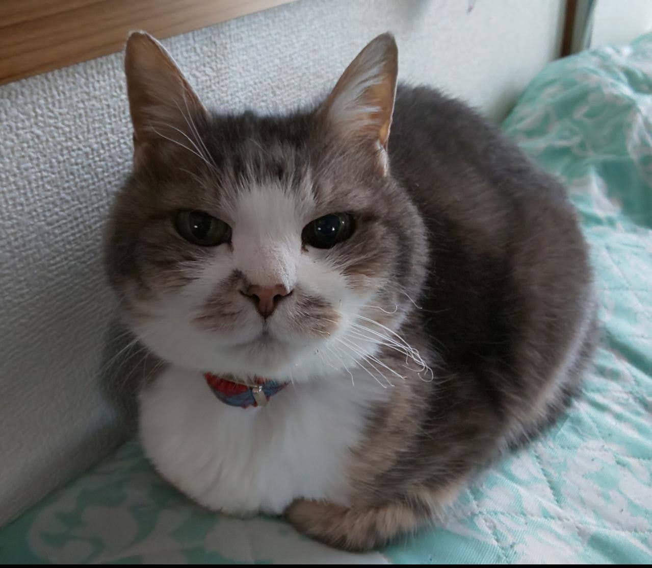 おばあちゃん家のネコ