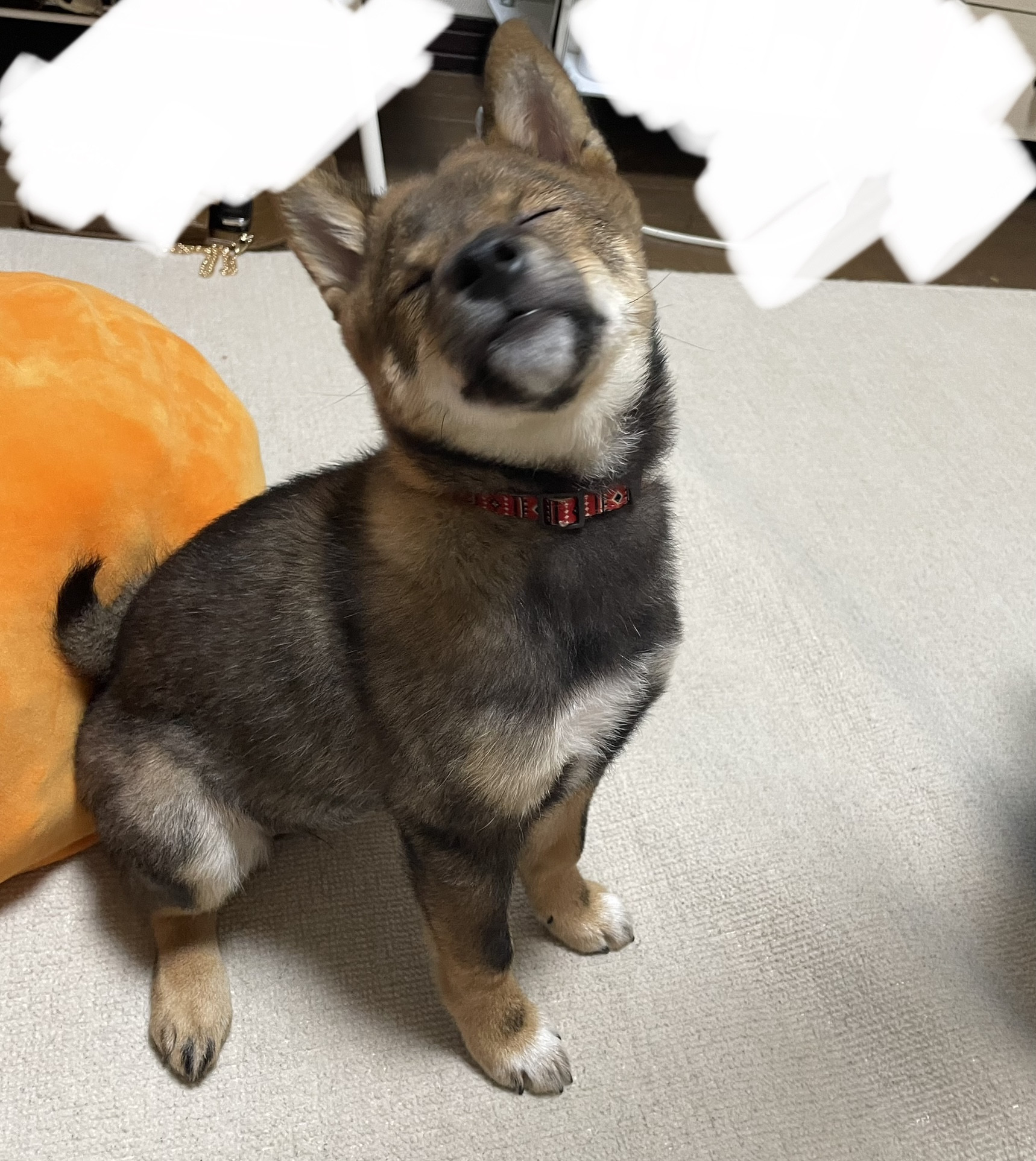 元気なワンちゃん