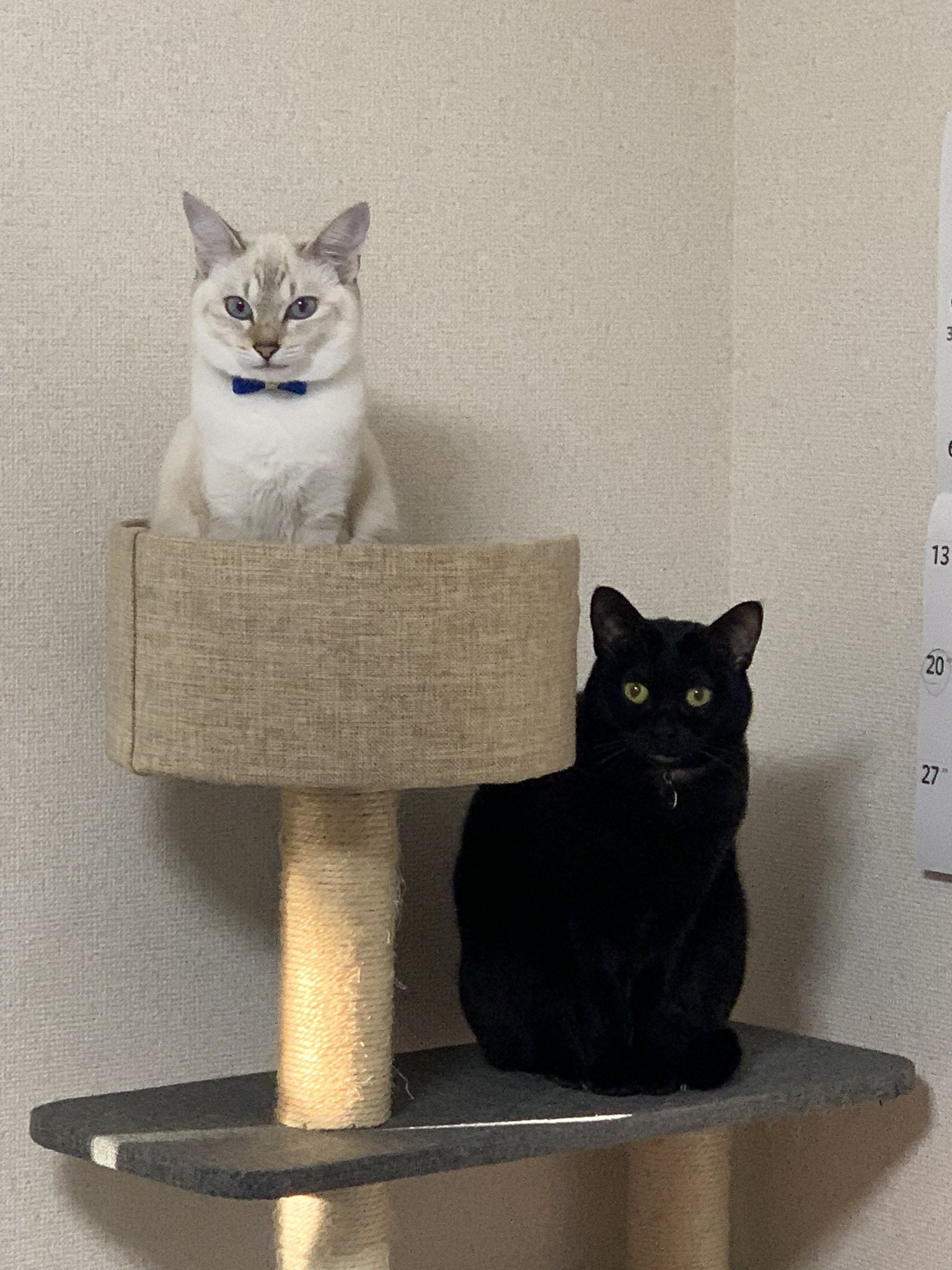 自慢の猫ちゃんたち