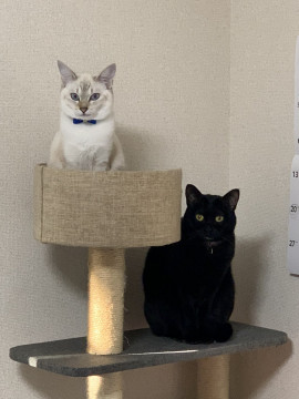 自慢の猫ちゃんたち